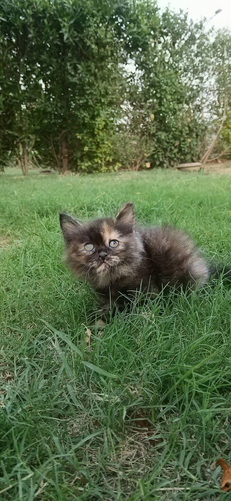 Kitten Pair 7