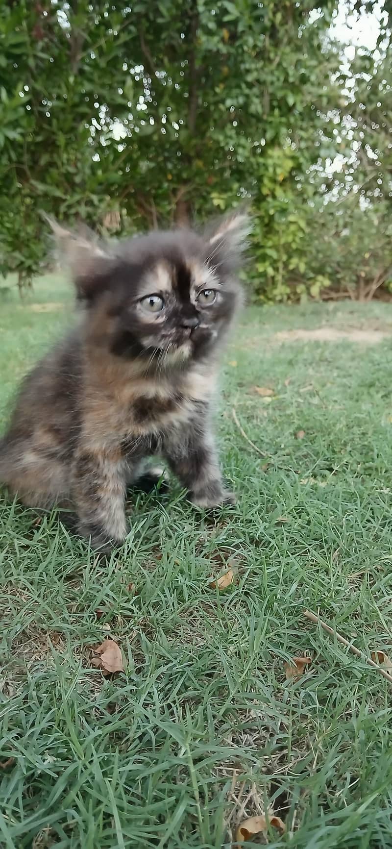 Kitten Pair 9