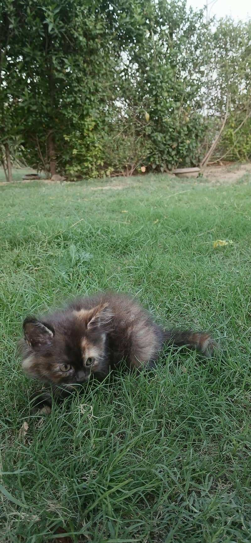 Kitten Pair 10
