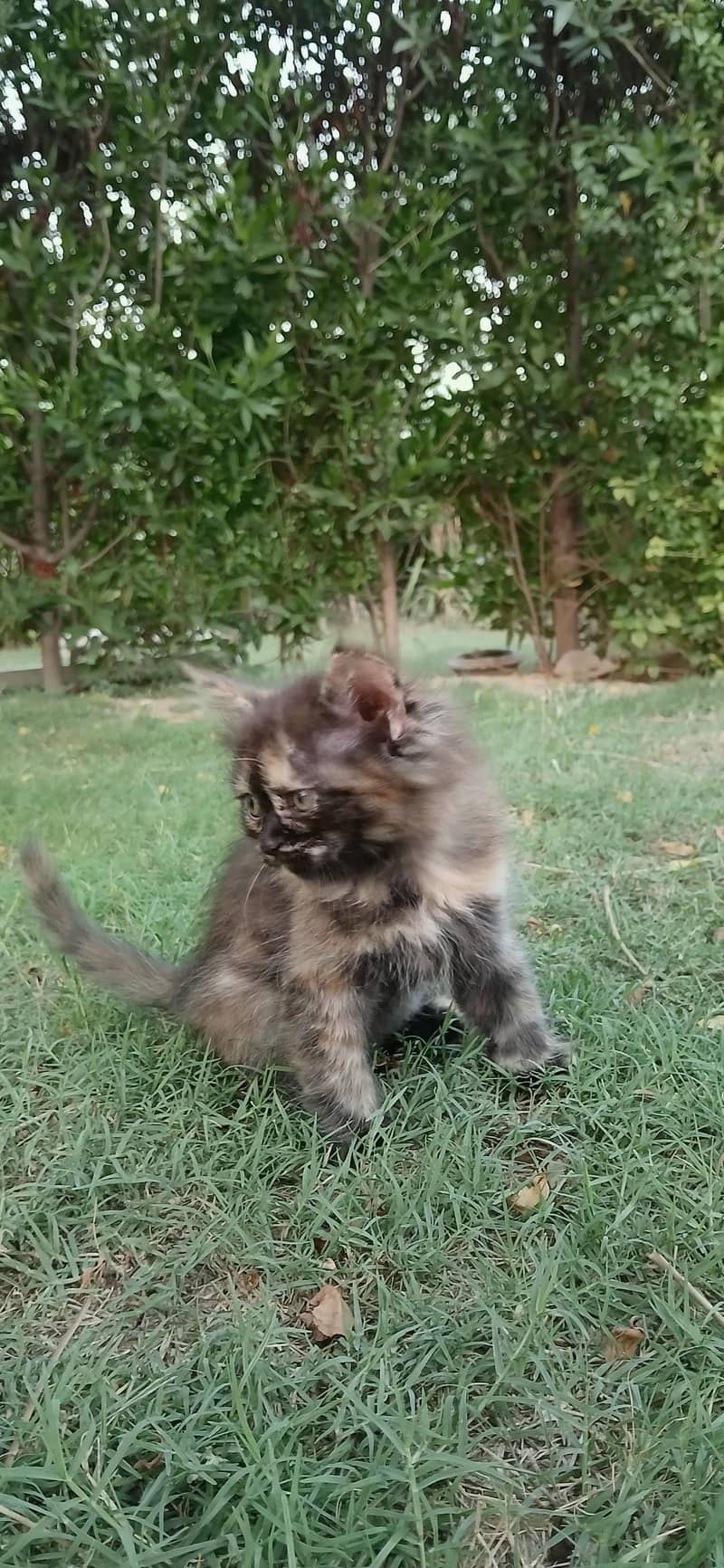 Kitten Pair 11