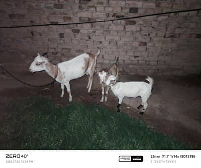 1 bakri with two kids barbari