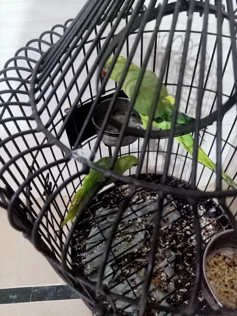 Pair Of Healthy Ringneck Parrot With Premium Matel Cage
