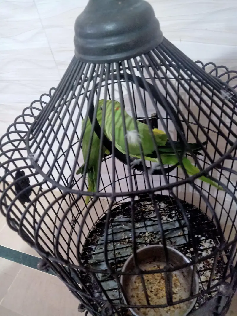 Pair Of Healthy Ringneck Parrot With Premium Matel Cage — photo 2