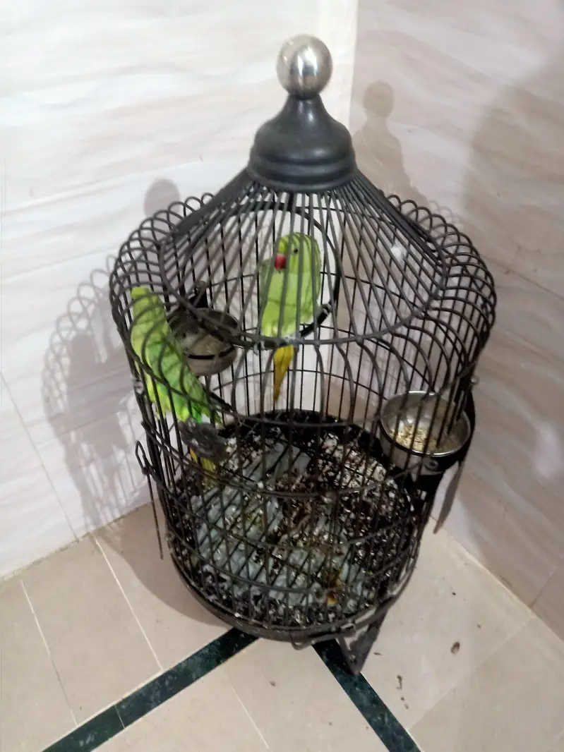 Pair Of Healthy Ringneck Parrot With Premium Matel Cage — photo 3