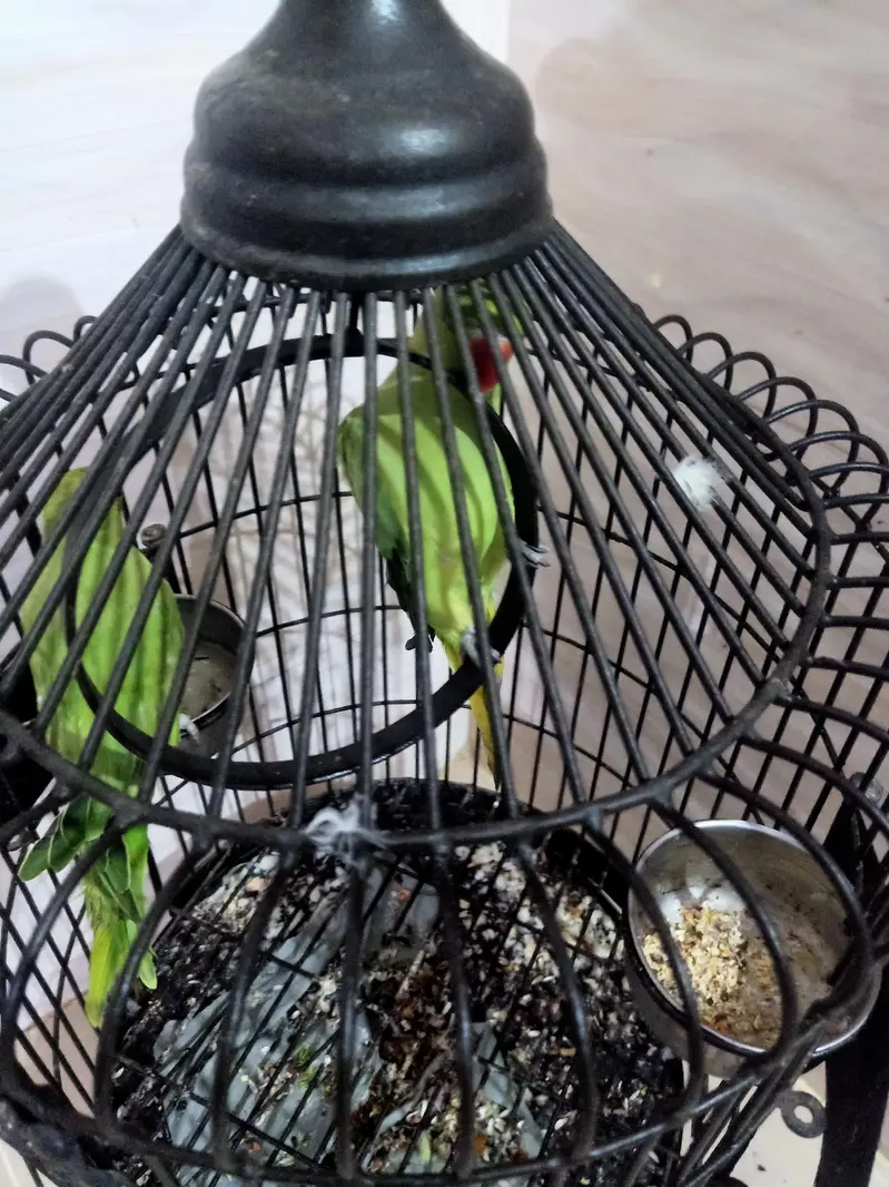 Pair Of Healthy Ringneck Parrot With Premium Matel Cage — photo 4