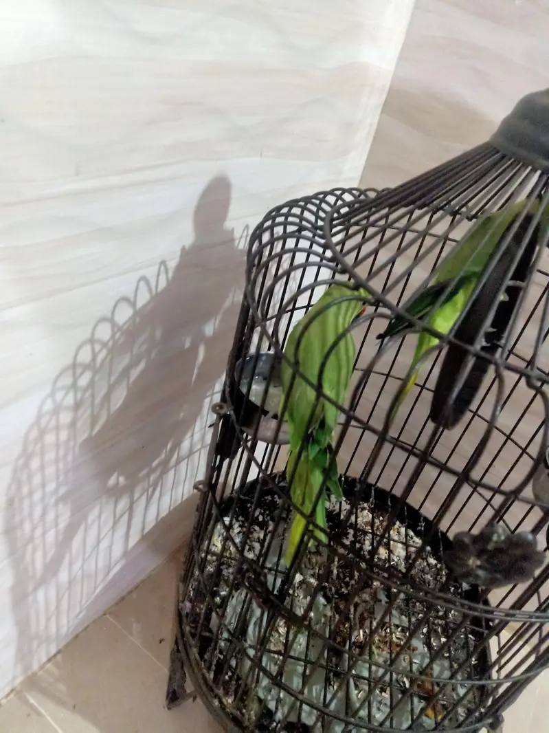 Pair Of Healthy Ringneck Parrot With Premium Matel Cage — photo 5