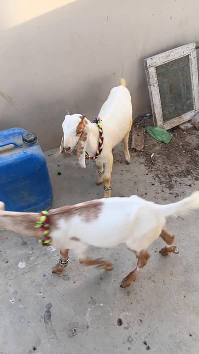 bakre urgant sell contect no whatsapp 03403022992