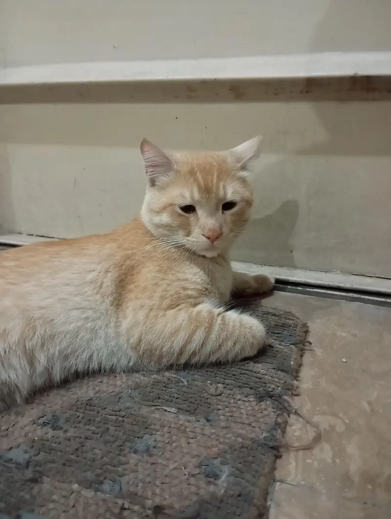 Brown male cat for sale