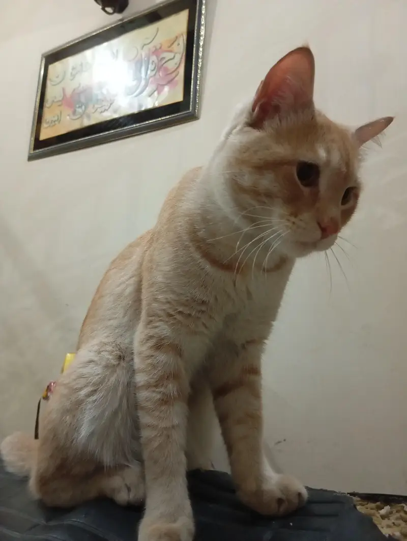 Brown male cat for sale — photo 2