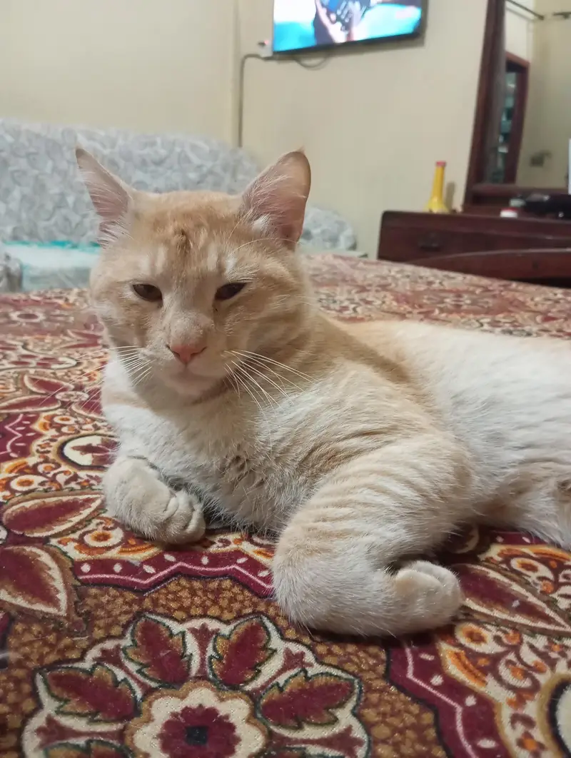 Brown male cat for sale — photo 3