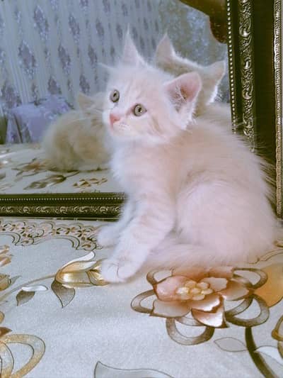pure Persian kitten