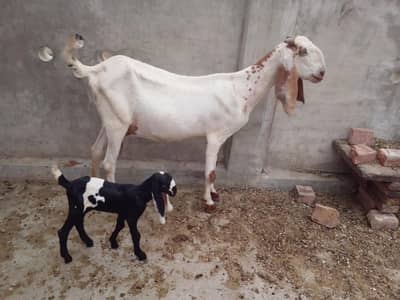 Makhicheni bakri