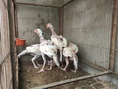 aseel chicks available for sale