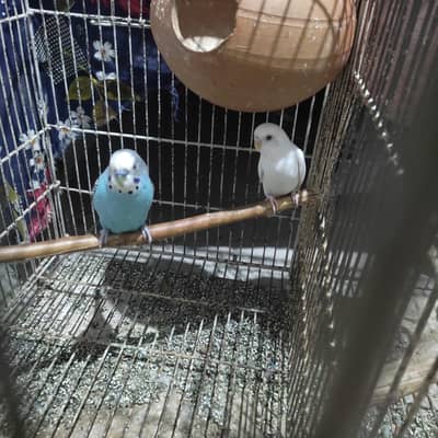 healthy bird male available