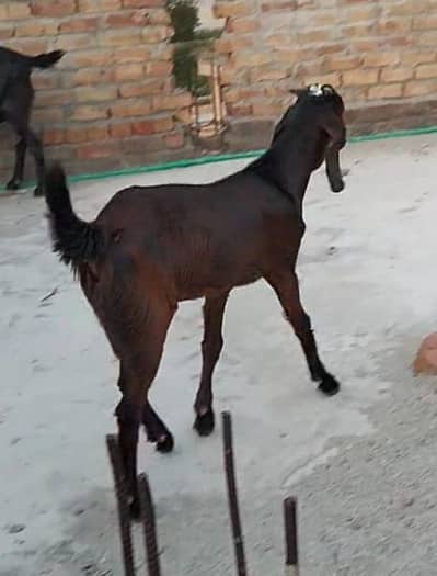 Healthy Bakra for Sale