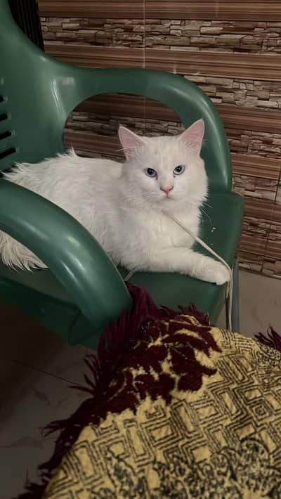 Russian White Male Cat for Sale | 1 Year Old