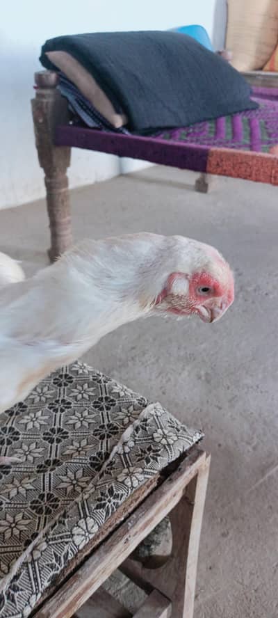 parrot beak paper white female