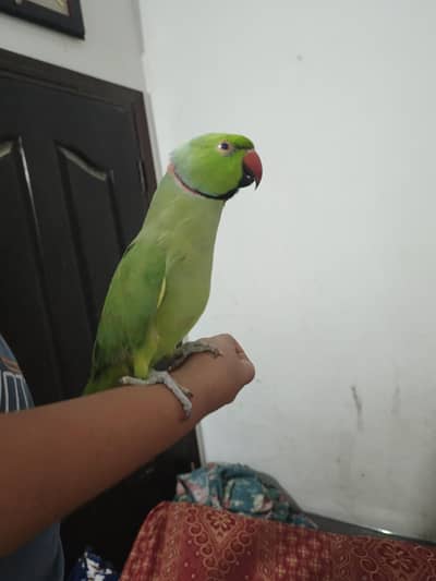 male talking parrot