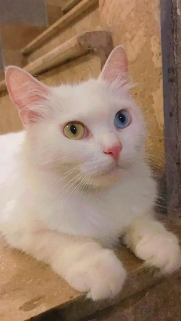 Cats available mother and kitten