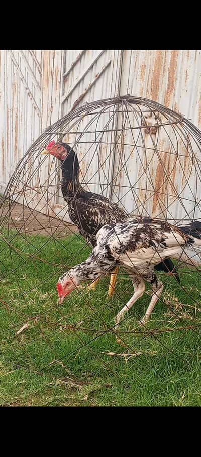 2 Male Roster/hen/peshori murge