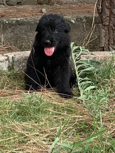 Black German shepherd for sale