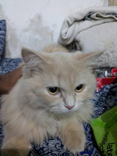 brown cat