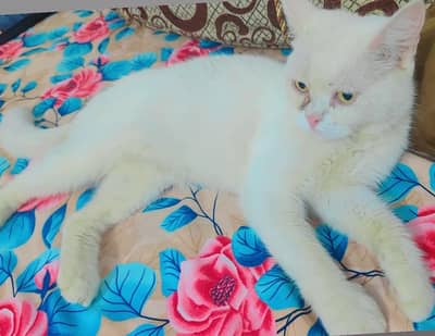 Persian cats couple so beautiful vaccinated bacche