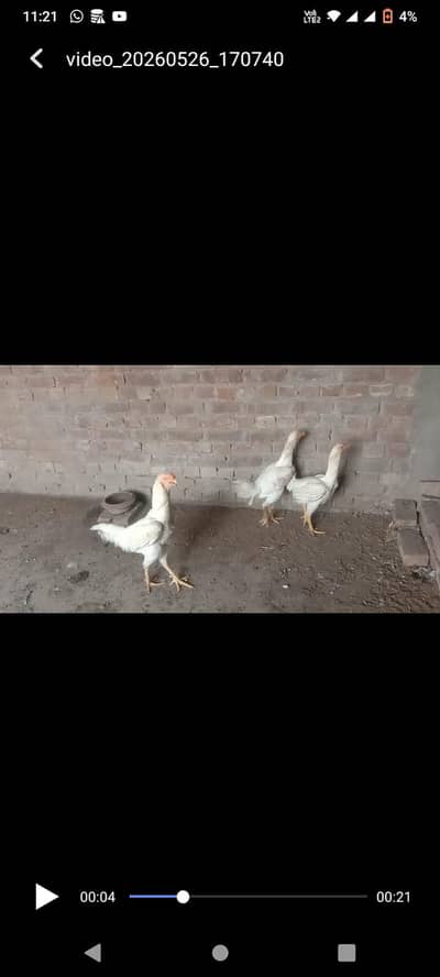 Shamo Pair