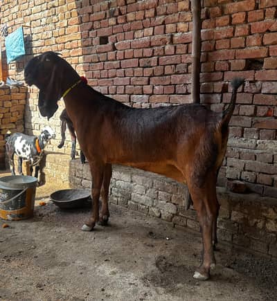 Pure Orignal Betal Nagri big size