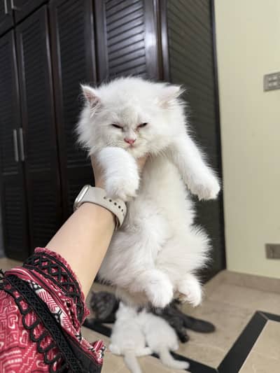 Persian Cats for Sale