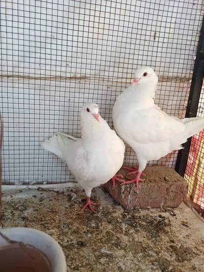 King pigeon Kabotar