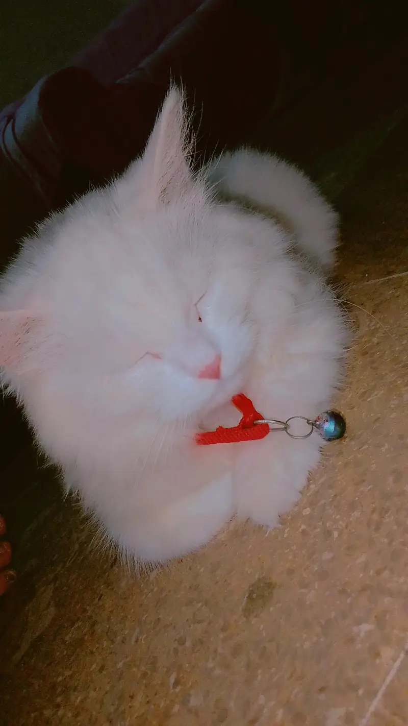 Persian traind