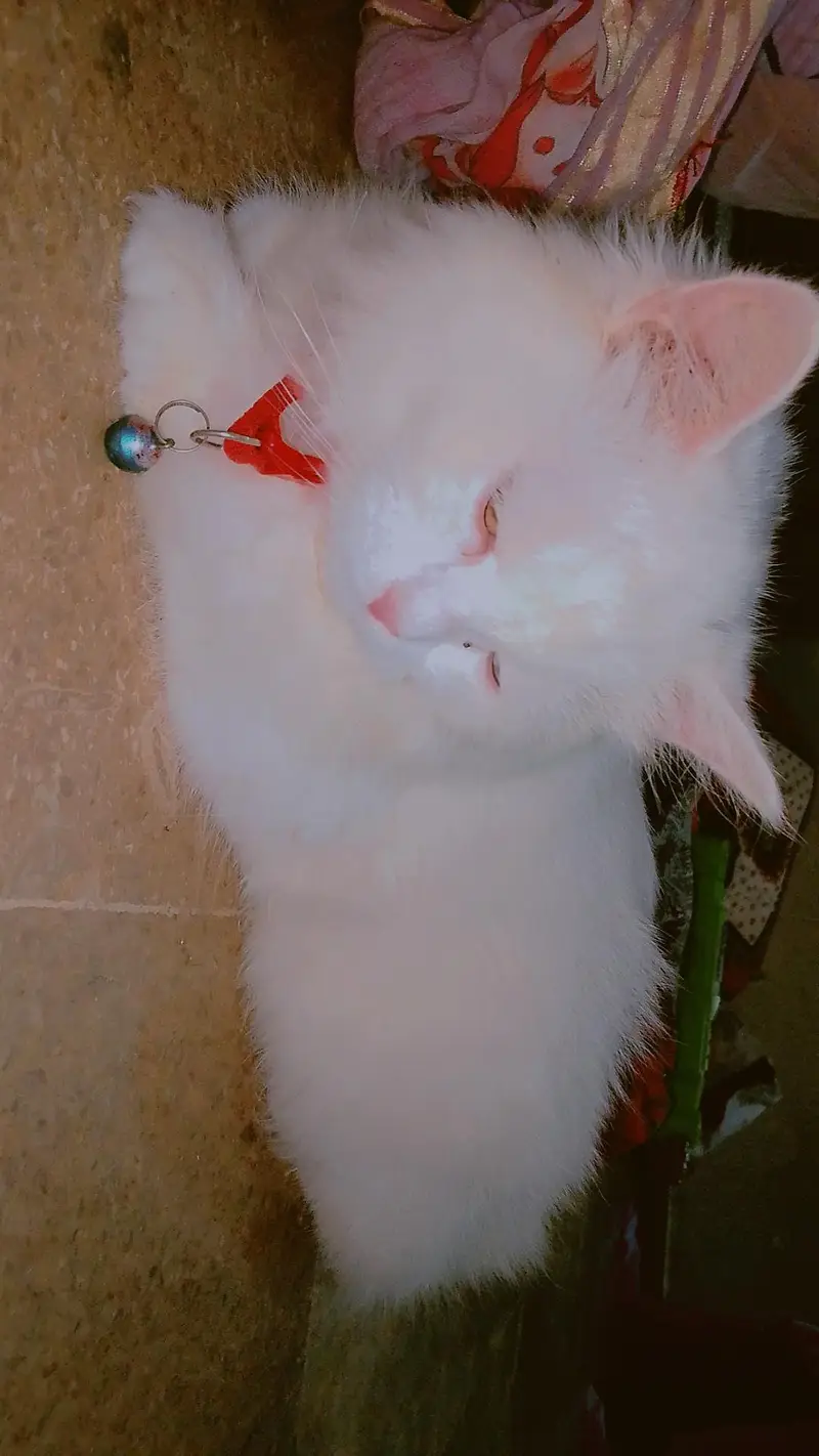 Persian traind — photo 2