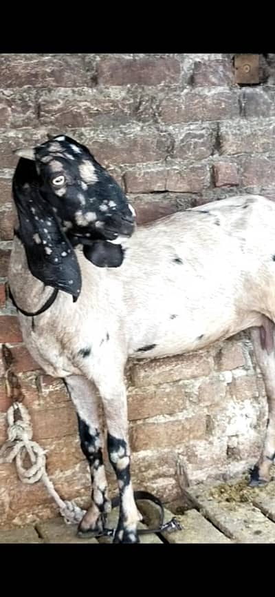 dasi bakri Sheri gaban  03098289032