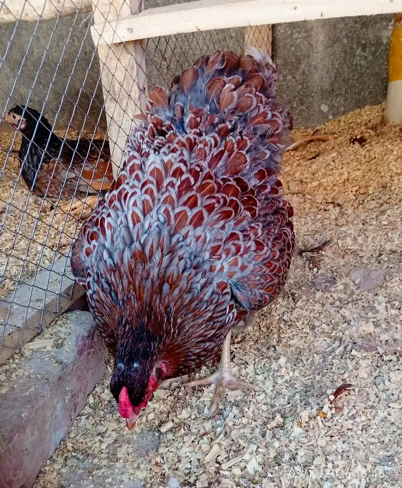 Blue Laced Red Wyandotte Fertile Eggs