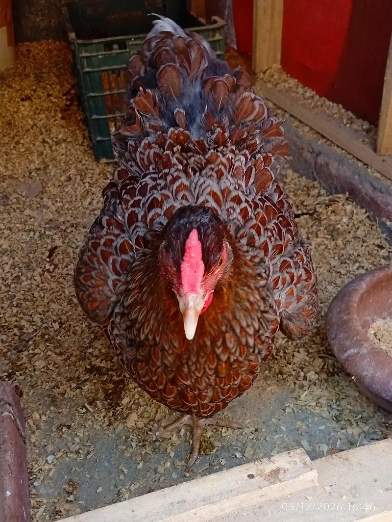 Blue Laced Red Wyandotte Fertile Eggs — photo 2