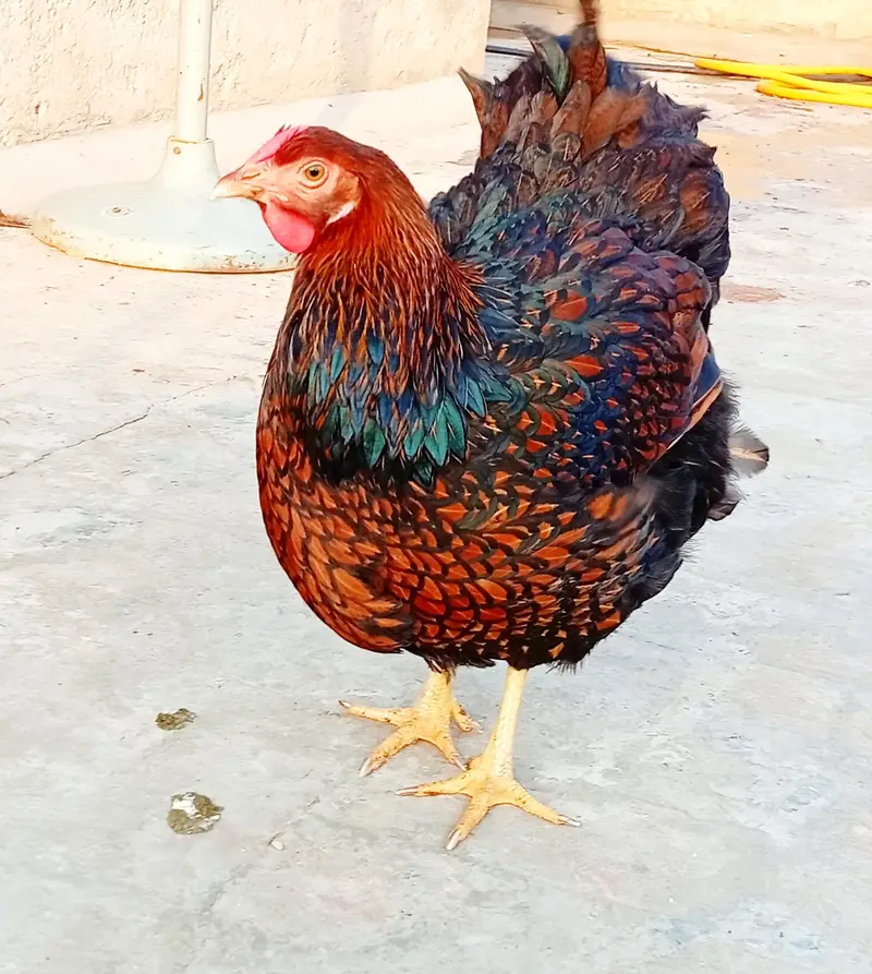 Blue Laced Red Wyandotte Fertile Eggs — photo 3