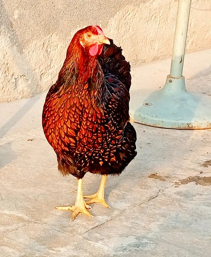 Blue Laced Red Wyandotte Fertile Eggs — photo 4