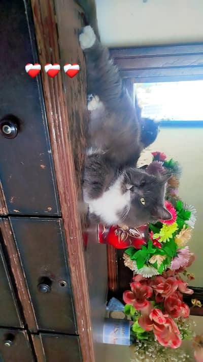 Female Pursian Cat