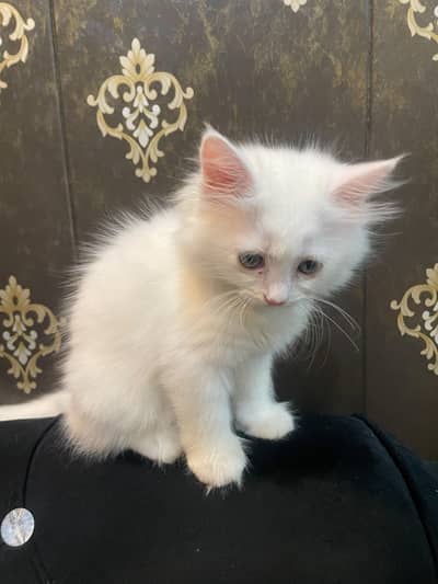 Persian kitten triple coat litter trained