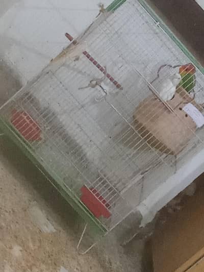 love birds with cage