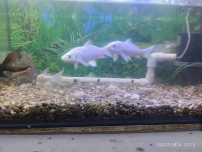 Milky White butterfly Koi