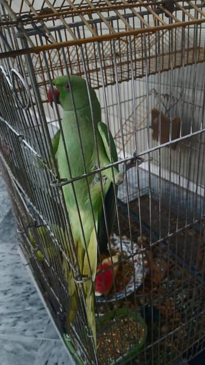 Female Parrot