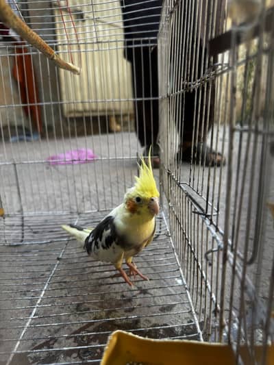 Cocktail parrot with cage