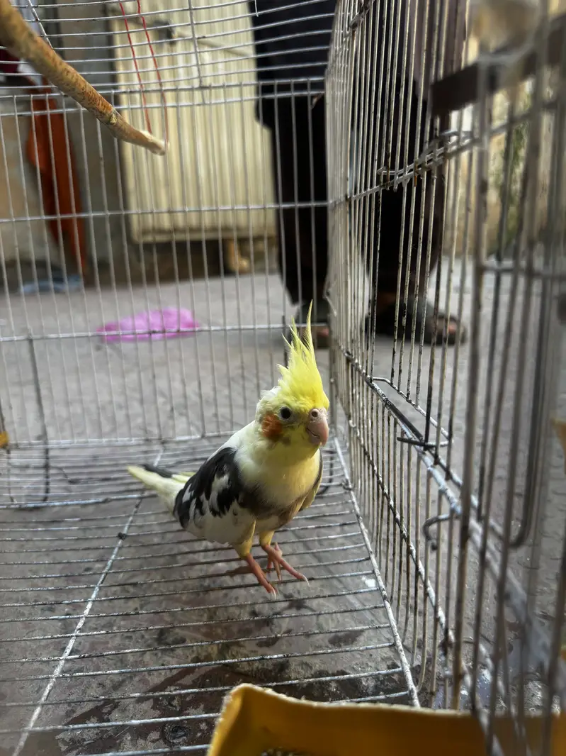 Cocktail parrot with cage