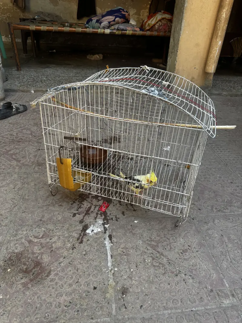 Cocktail parrot with cage — photo 2