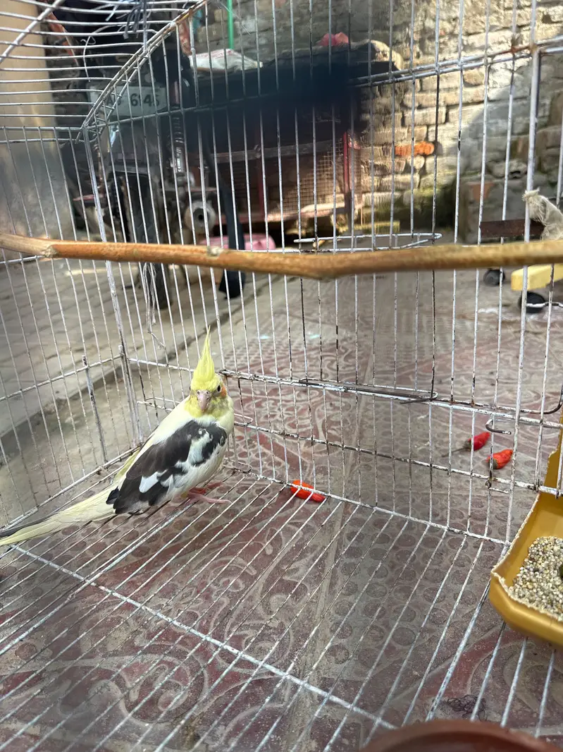 Cocktail parrot with cage — photo 3