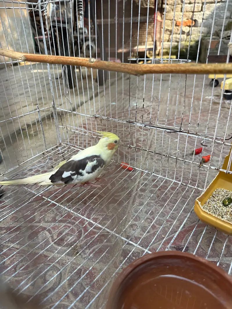 Cocktail parrot with cage — photo 4
