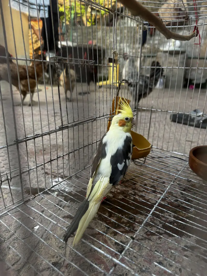 Cocktail parrot with cage — photo 5