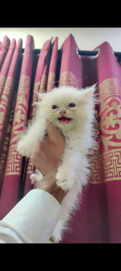 Persian kittens for sale price 15k (each kitten)